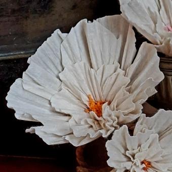 wishing bloom anemoon anemone