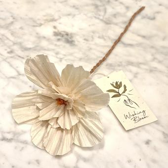 wishing bloom anemoon anemone