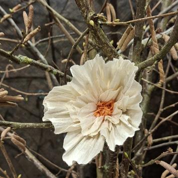 Wishing Bloom | Anemone