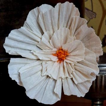 Wishing Bloom | Anemone