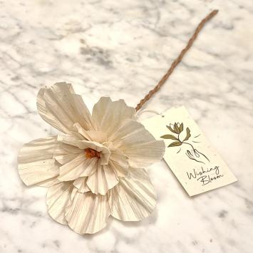 wishing bloom anemoon anemone