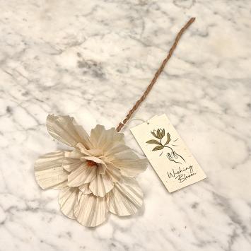 Wishing Bloom | Anemone