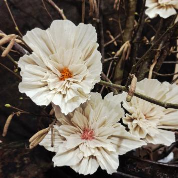 Wishing Bloom | Lotus